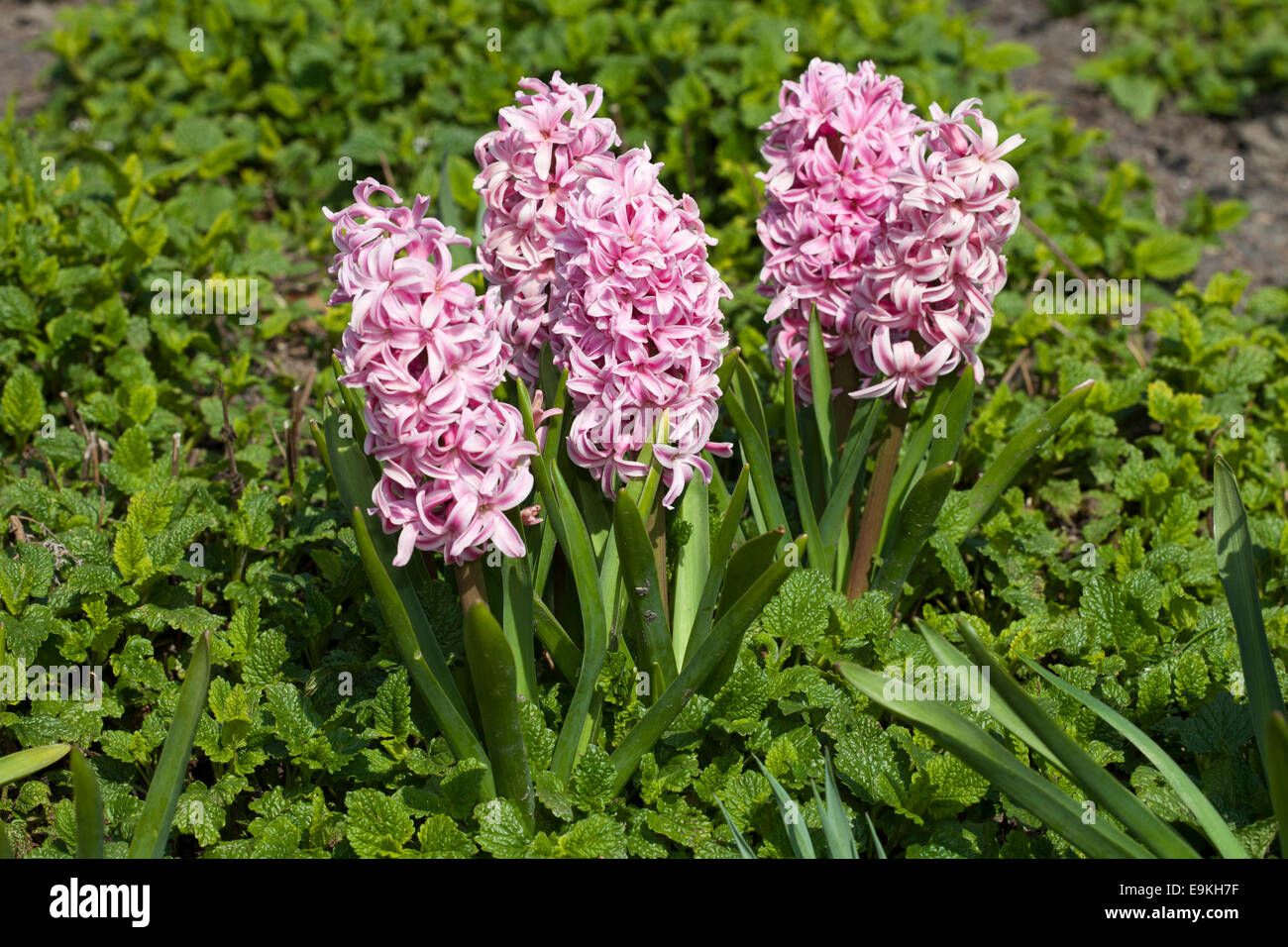 Giacinto Hyacinthus (sp). Foto Stock