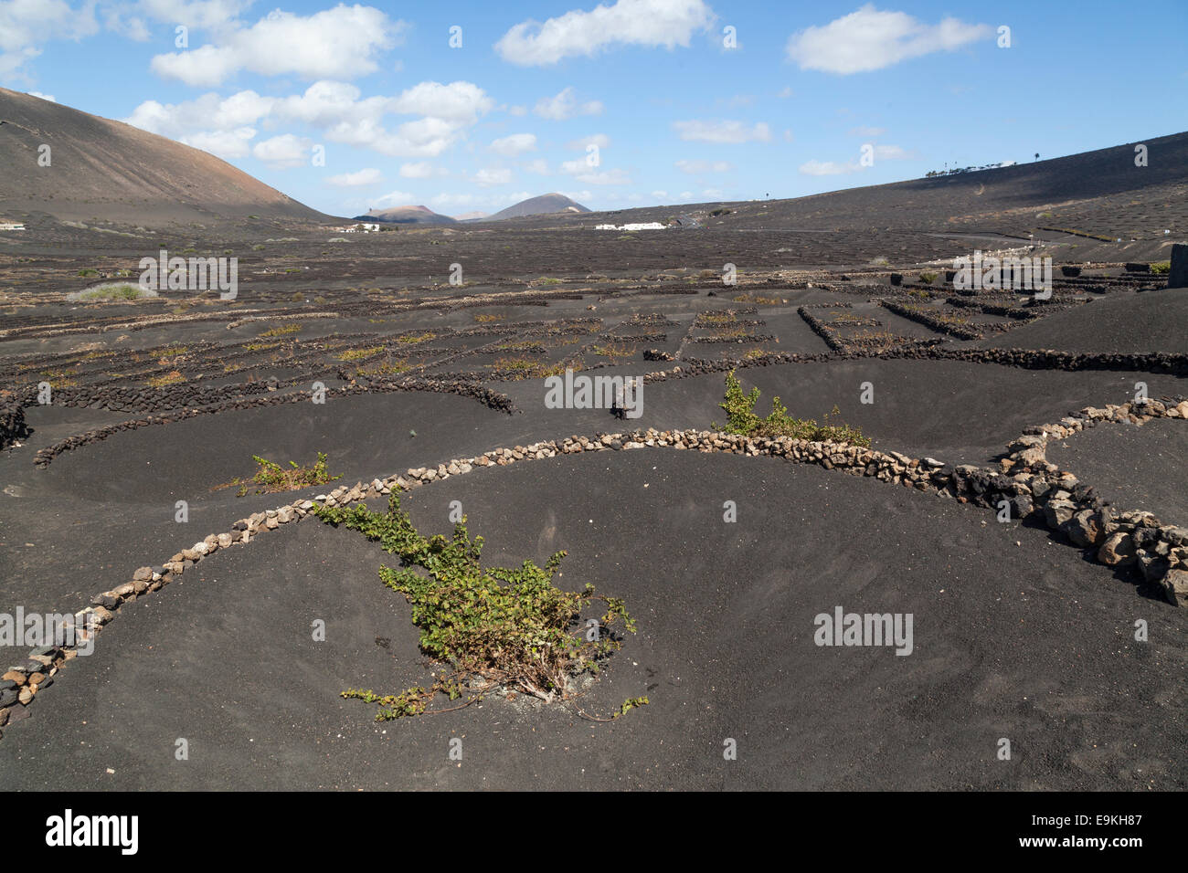 La Geria, Guigan, cantine a Lanzarote. Foto Stock