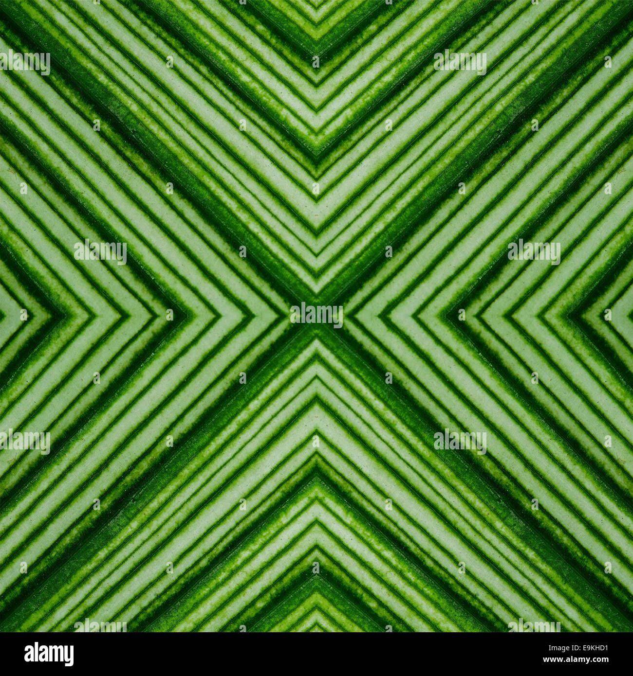Bellissimo modello di foglia verde abstract texture di sfondo Foto Stock