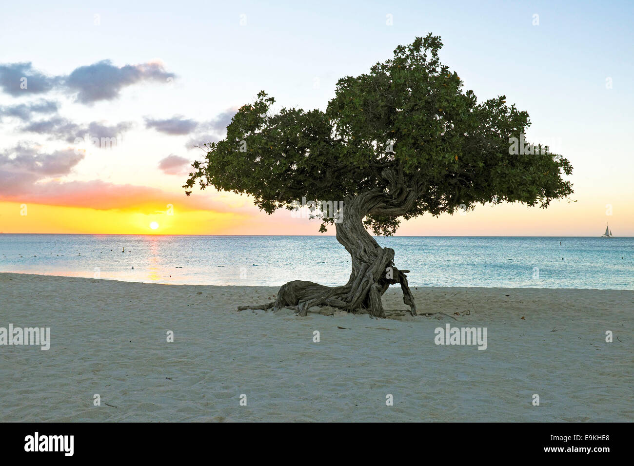 Divi divi tree su Aruba isola dei Caraibi al tramonto Foto Stock