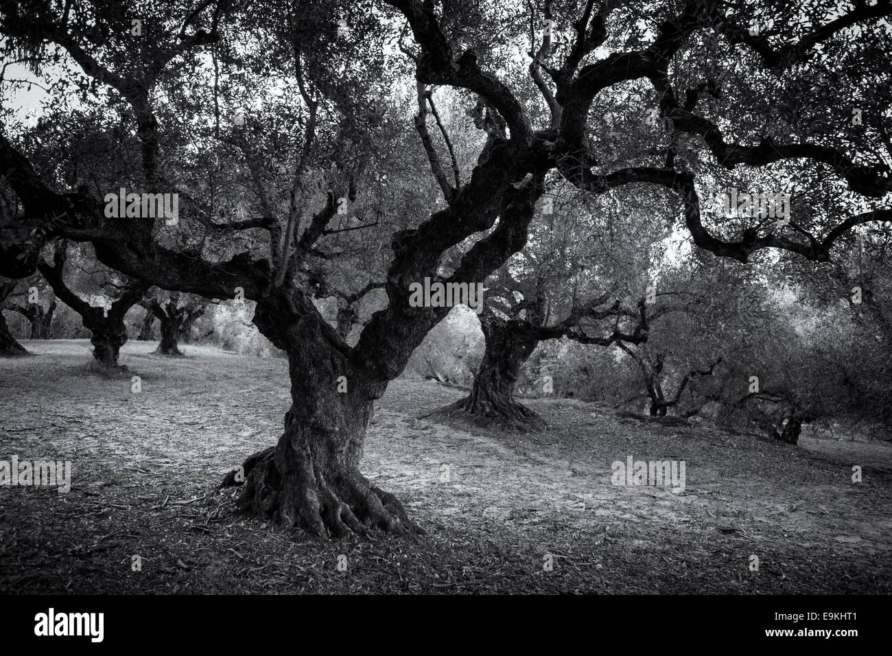 Ulivi secolari a Zante (Grecia) in bianco e nero Foto Stock