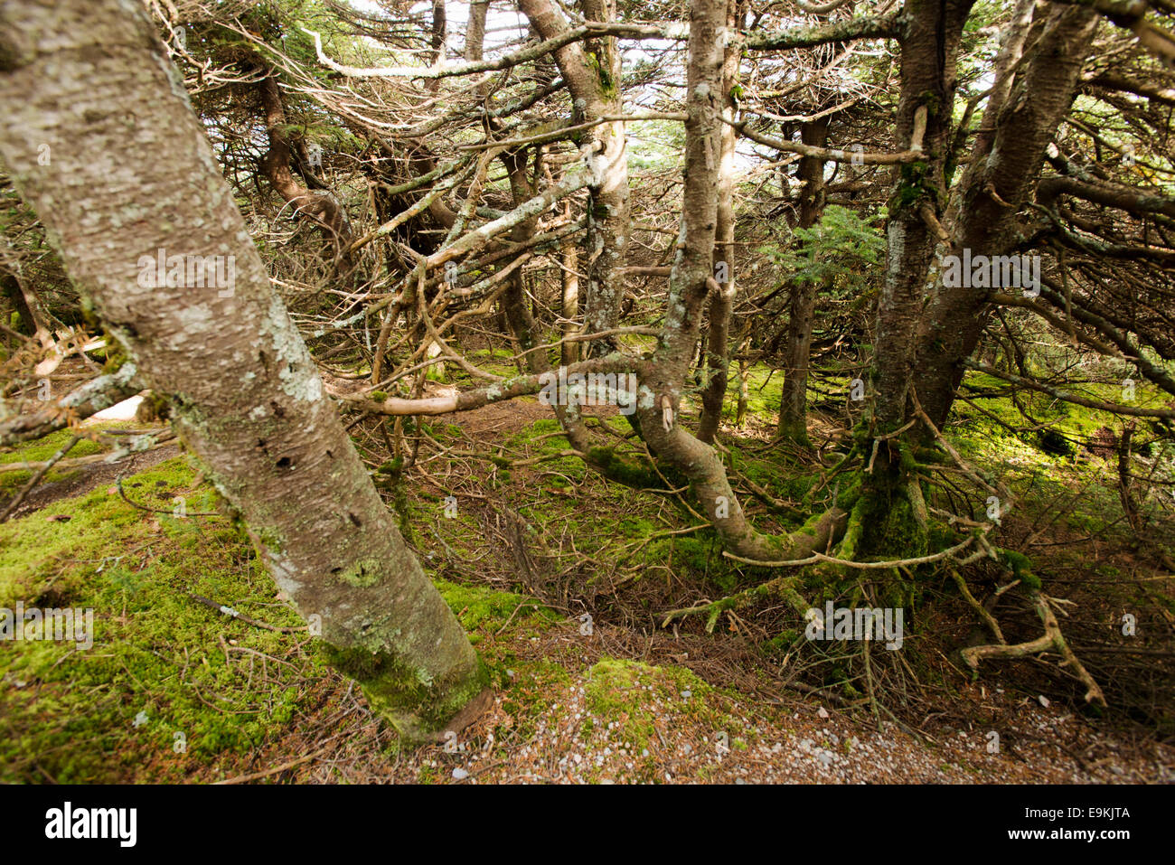Abete rosso-bosco di abeti a parente di montaggio Punta Cannone, White Mountain National Forest, New Hampshire USA Foto Stock
