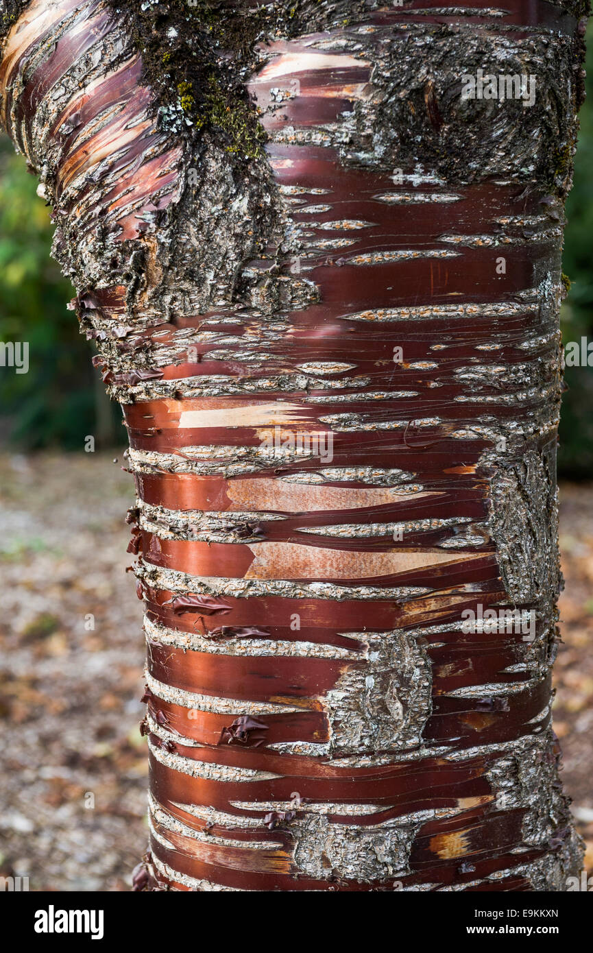 Prunus serrula serrulata, vicino di corteccia dettaglio. Foto Stock