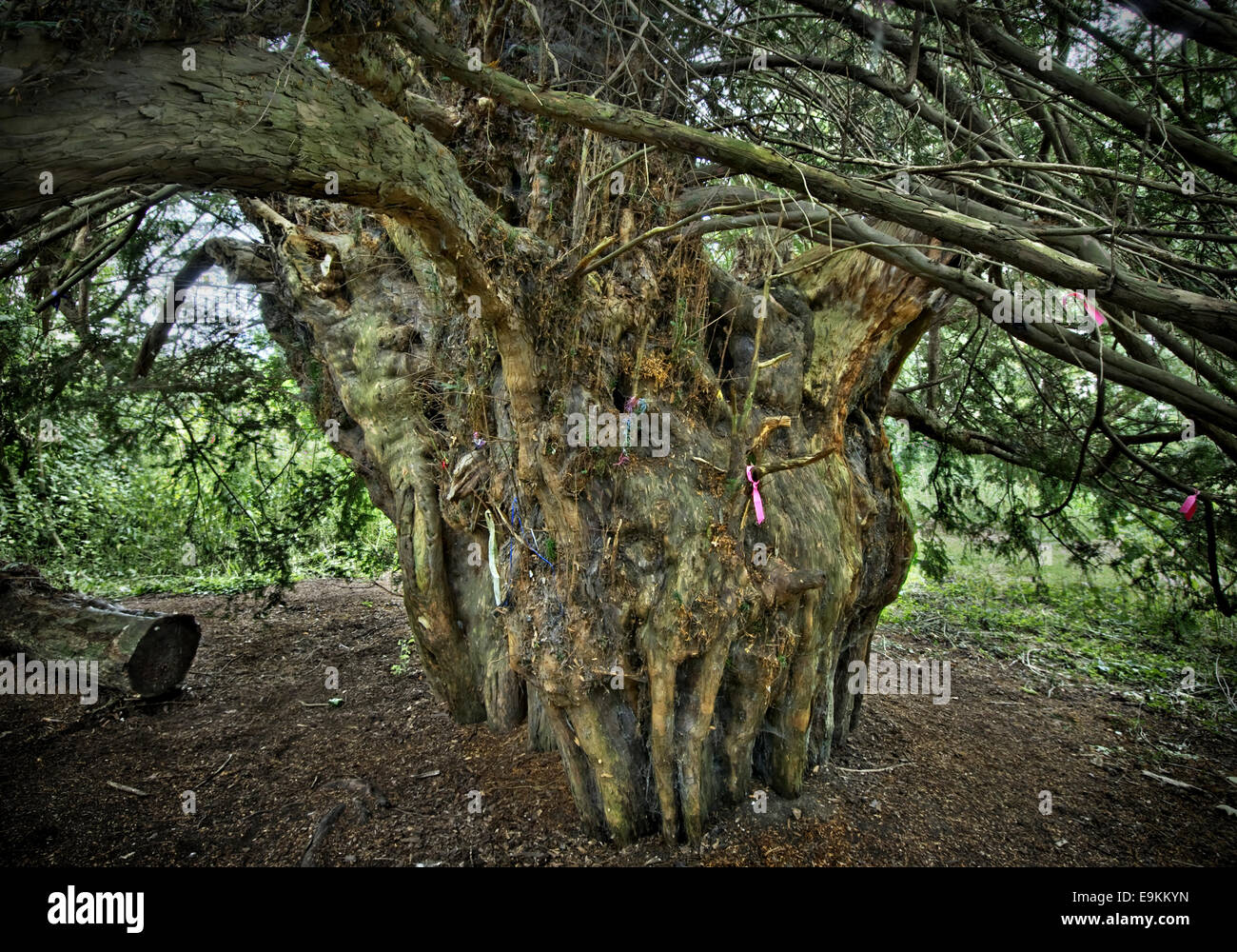 Il Ankerwycke Yew. Antico albero di Yew vicino alle rovine del XII secolo St Mary's Priory vicino Wraysbury, Berkshire, Inghilterra. Il Foto Stock