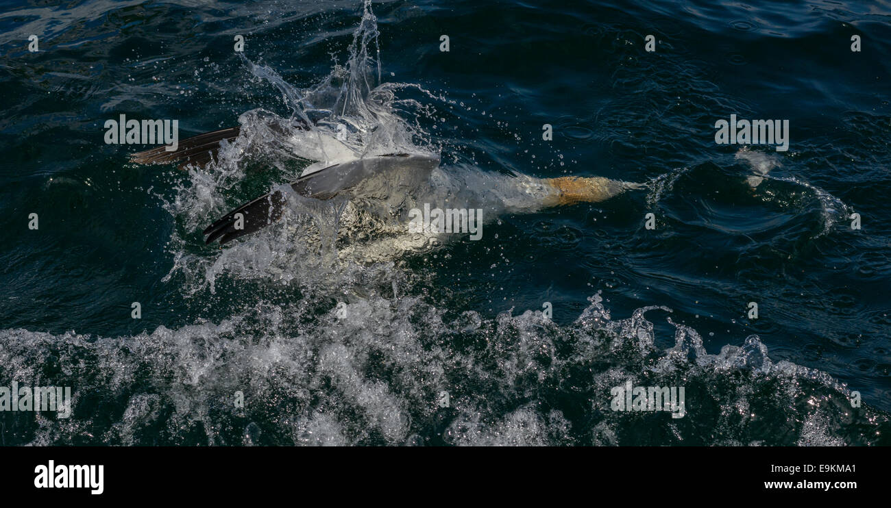 Un sommerso Gannett settentrionale (Sula bassana; Morus bassanus) dopo le immersioni per un pesce chummed visibile solo davanti a esso. Foto Stock