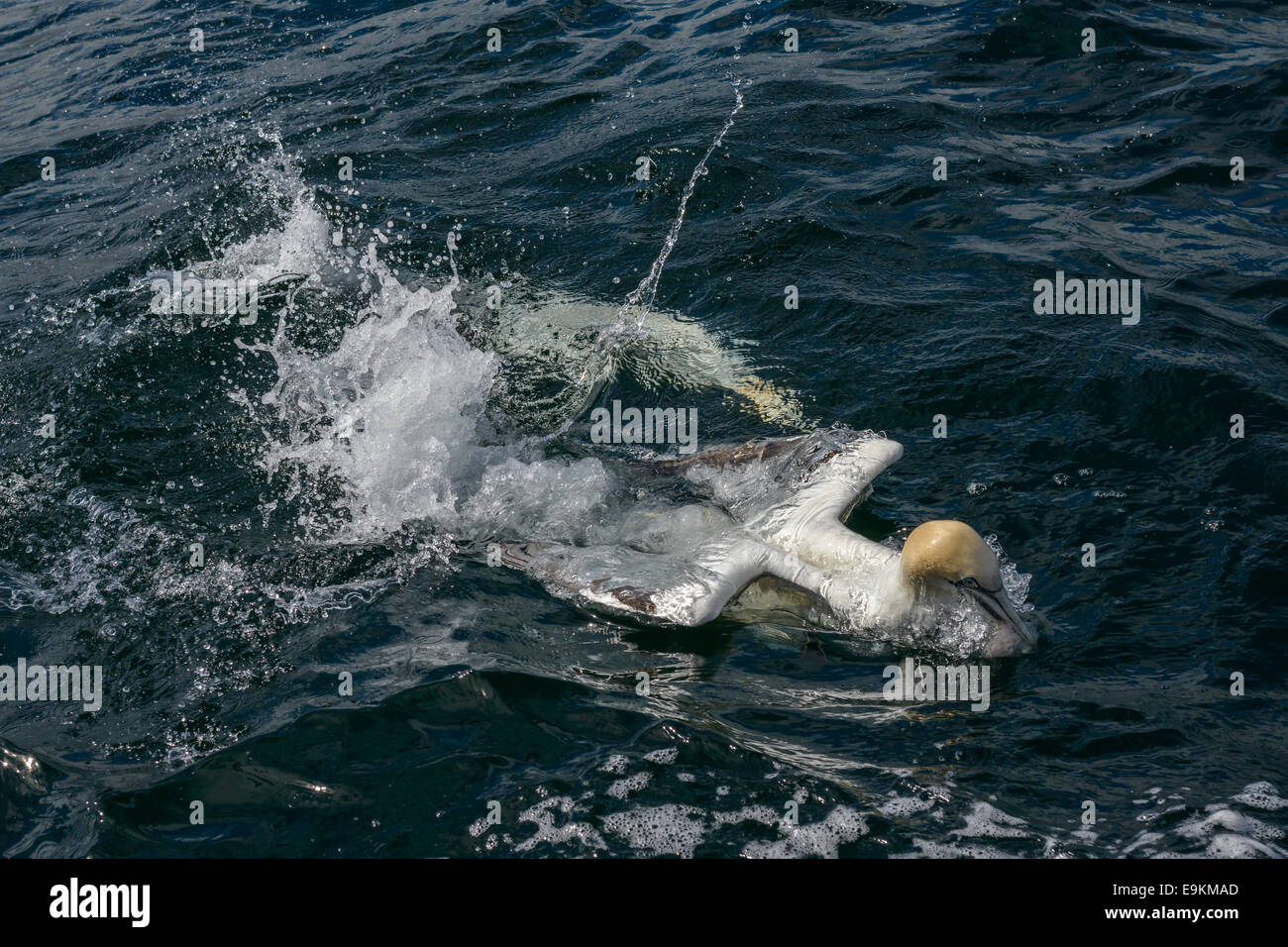 Rifinitura con pesce chummed; una northern gannet (Morus bassanus) & altro sommerso gannett in background. Foto Stock