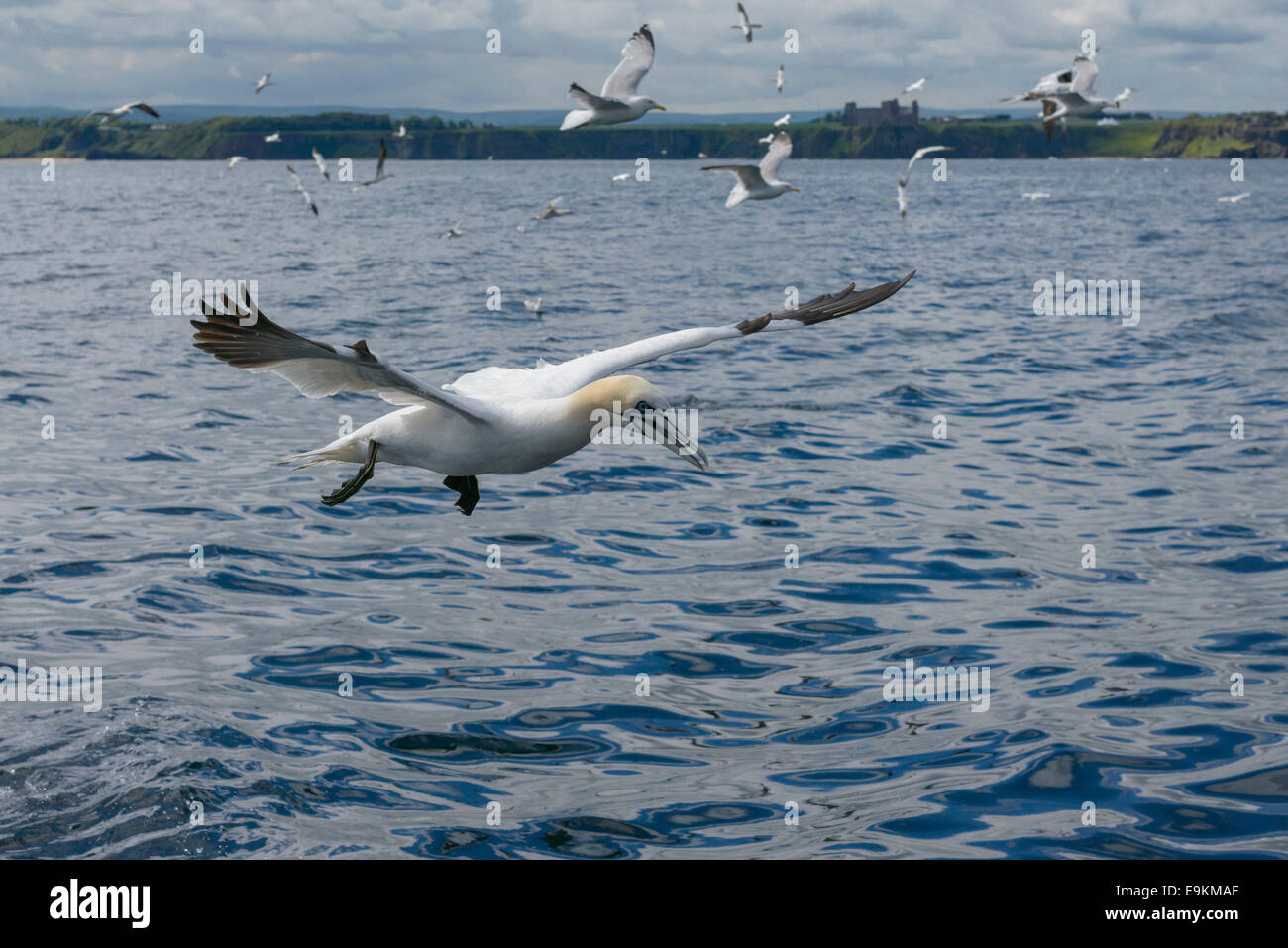 Un northern gannet (Morus bassanus; Sula bassana) vola al fianco di una barca, sperando per chummed pesci. Foto Stock