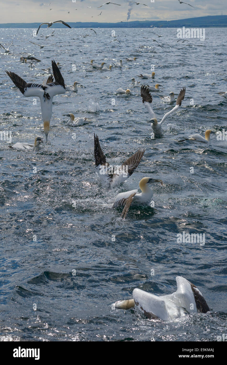 Una frenesia come Northern sule (Sula bassana; Morus bassanus) dive per pesce chummed off Bass Rock nel Firth of Forth. Foto Stock