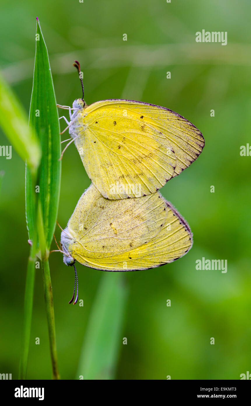 Comune di erba gialla o Eurema Hecabe butterfly coniugata in Prato Foto Stock