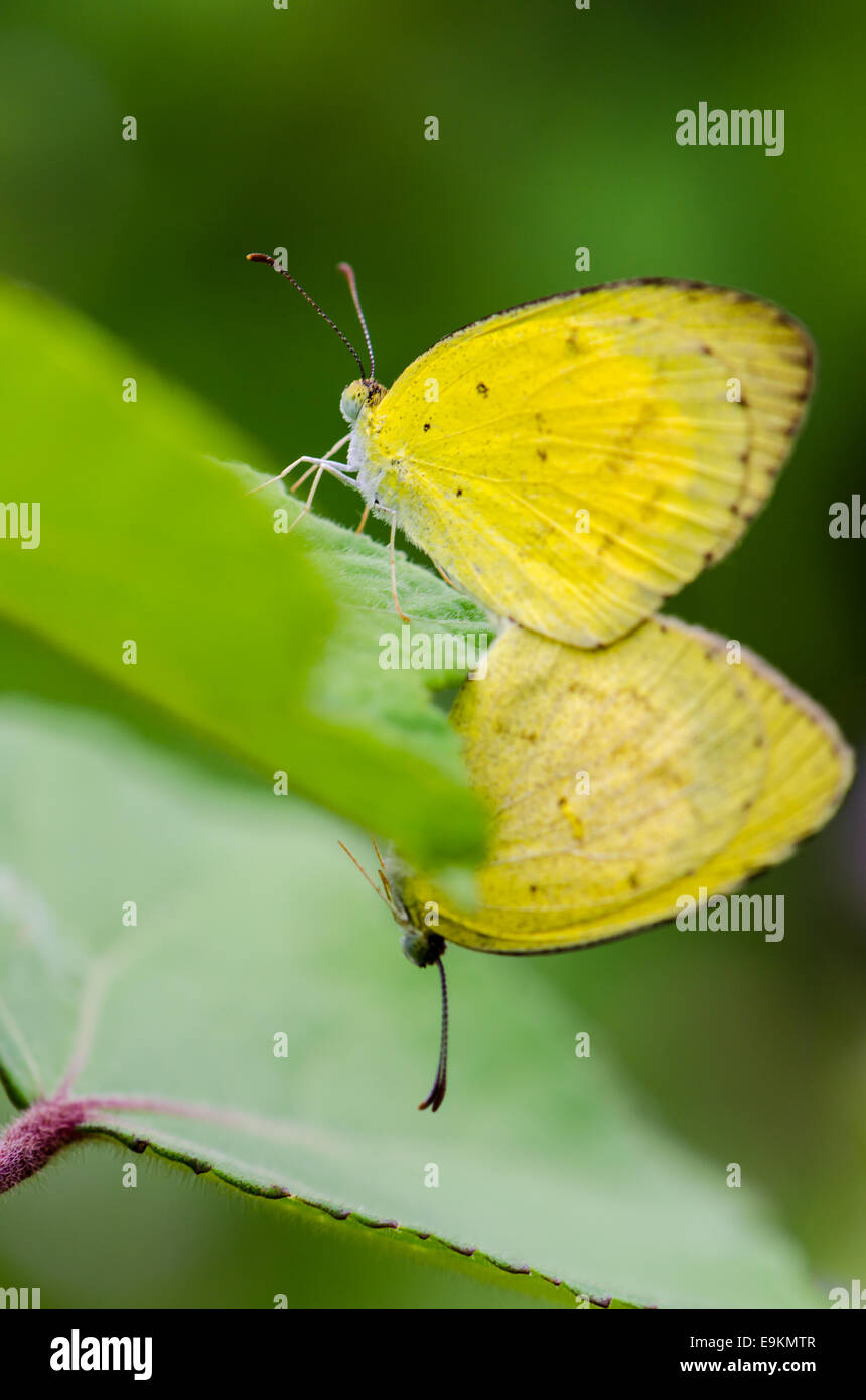 Comune di erba gialla o Eurema Hecabe butterfly coniugata in Prato Foto Stock