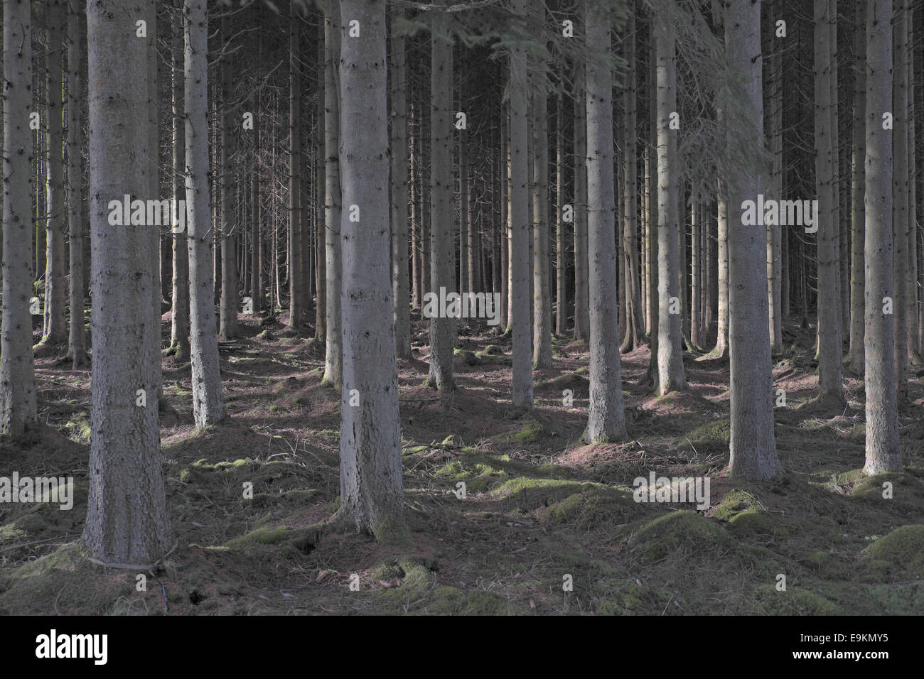 Abeti, kielder forest, Northumberland, Inghilterra, Regno Unito. Foto Stock