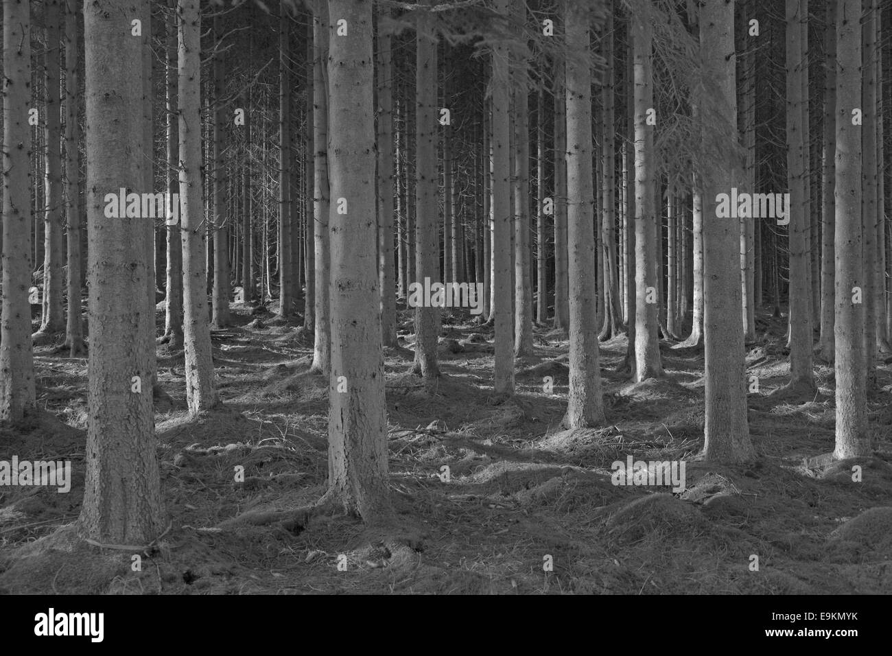 Abeti, kielder forest, Northumberland, Inghilterra, Regno Unito. Foto Stock