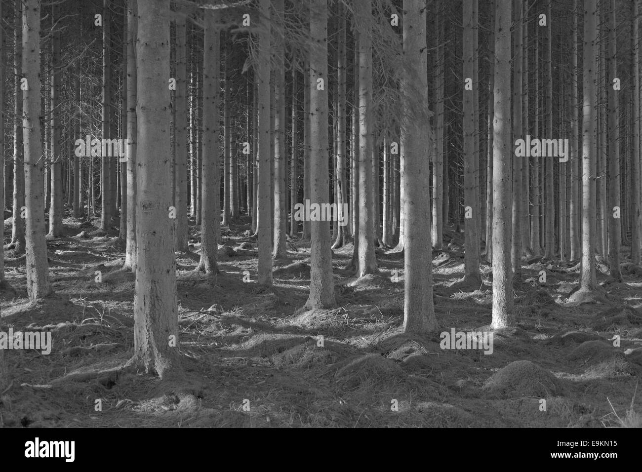 Abeti, kielder forest, Northumberland, Inghilterra, Regno Unito. Foto Stock