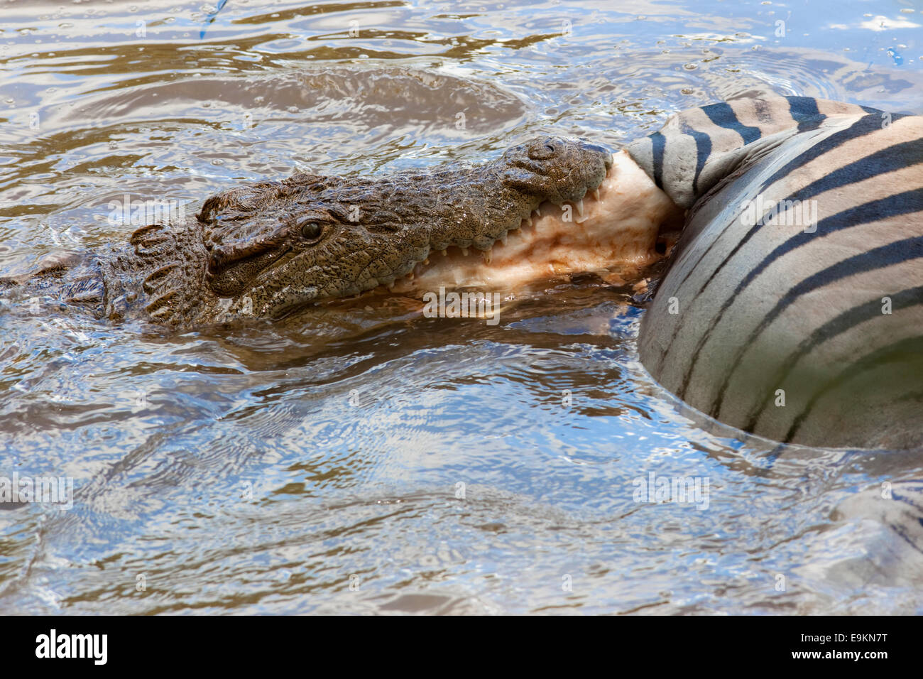 Coccodrillo del Nilo, Crocodylus niloticus, mangiare in preda, Mlilwane riserva, Swaziland, Africa Foto Stock