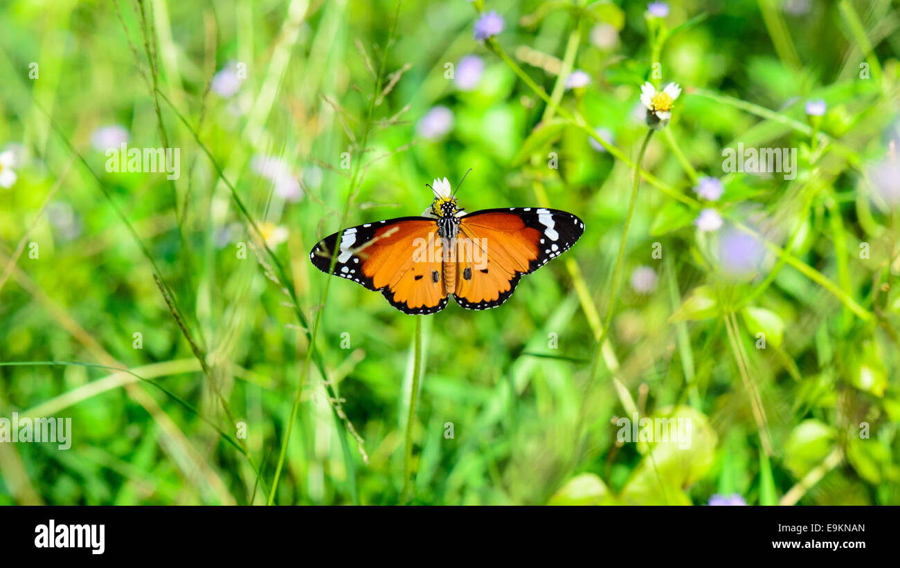 Plain Tiger ( Danaus chrysippus ), splendida farfalla arancione nettare di mangiare sul fiore in Prato Foto Stock