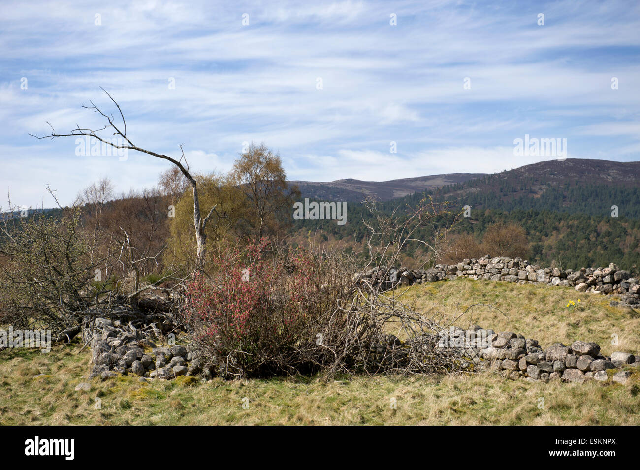 Guardando attraverso i resti di un antico insediamento entro il Muir of Dinnet tenuta vicino a Ballater Foto Stock
