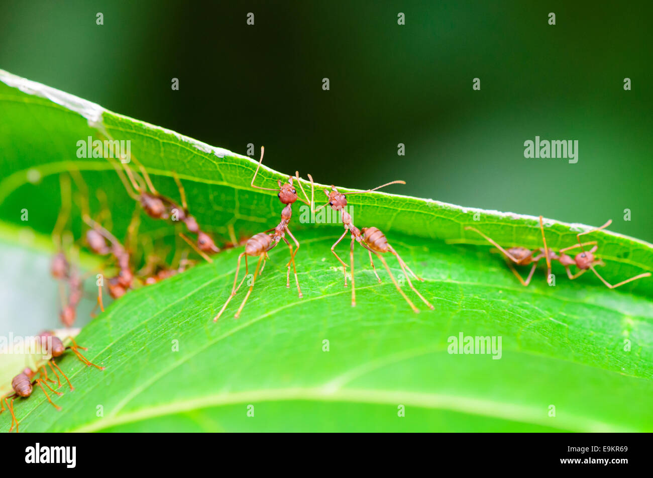 Weaver formiche o verde (formiche Oecophylla smaragdina) stanno lavorando insieme per costruire un nido in Thailandia Foto Stock