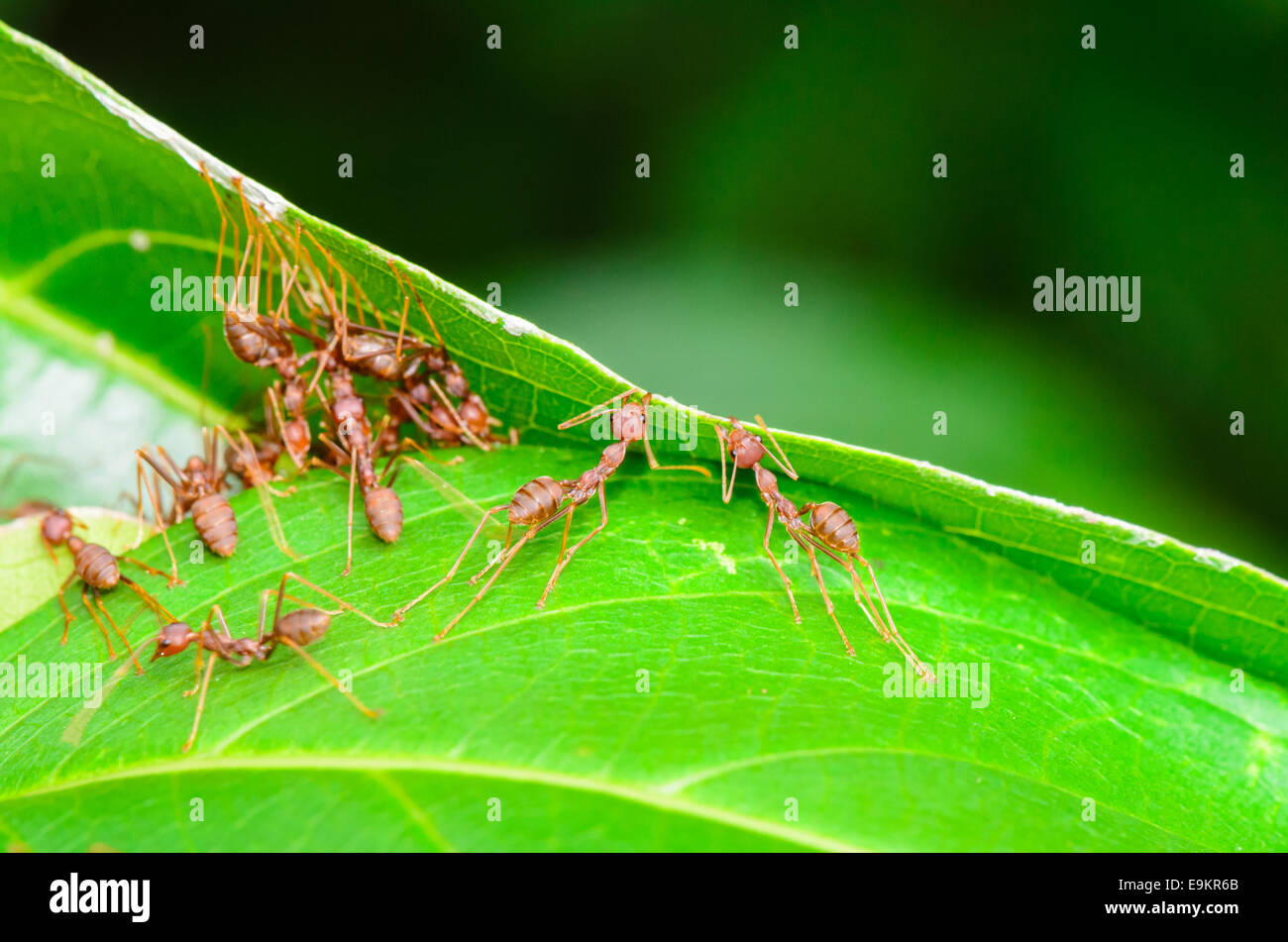 Weaver formiche o verde (formiche Oecophylla smaragdina) stanno lavorando insieme per costruire un nido in Thailandia Foto Stock