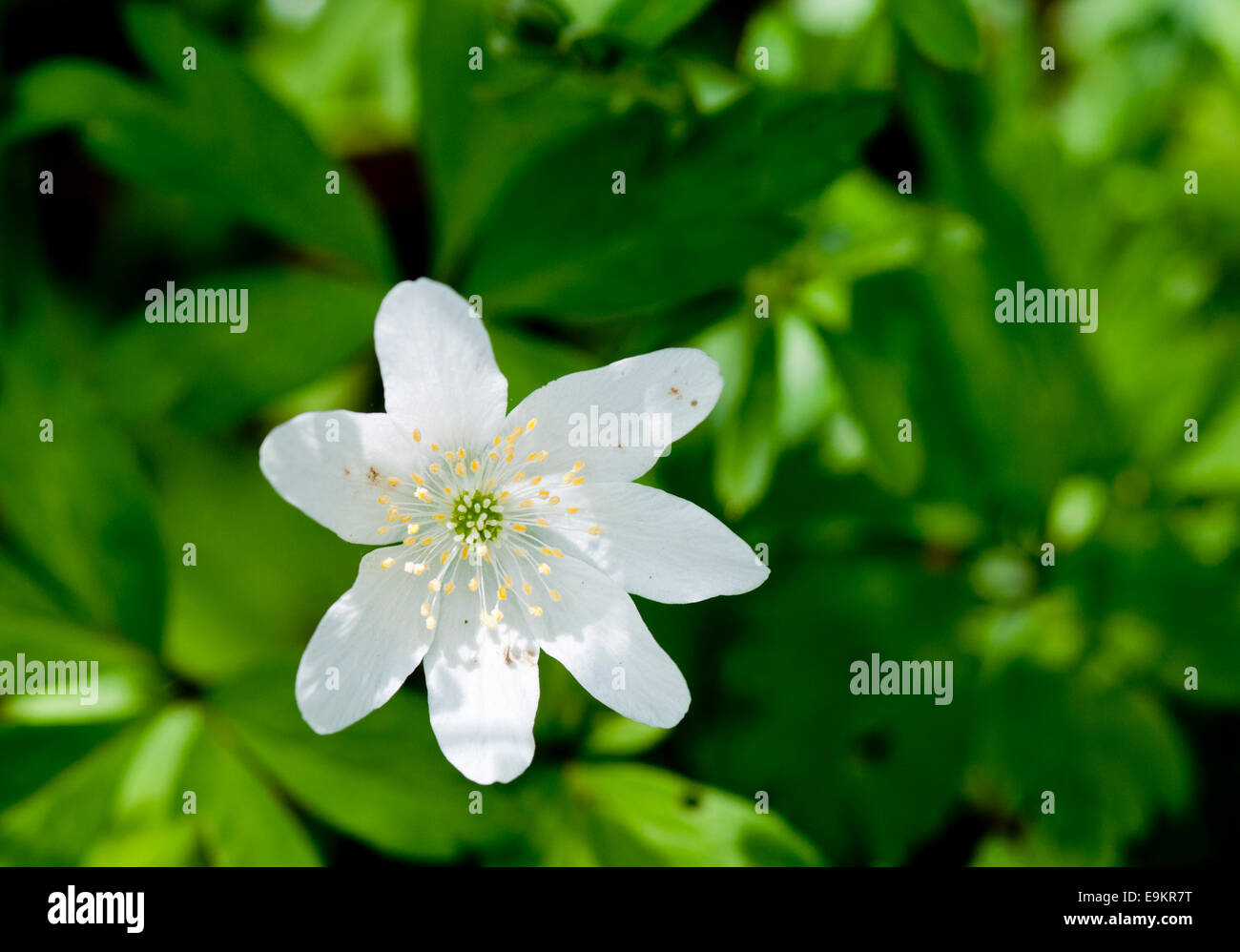 Fiore di Anemone legno presi in legno Plumpton, East Sussex Foto Stock