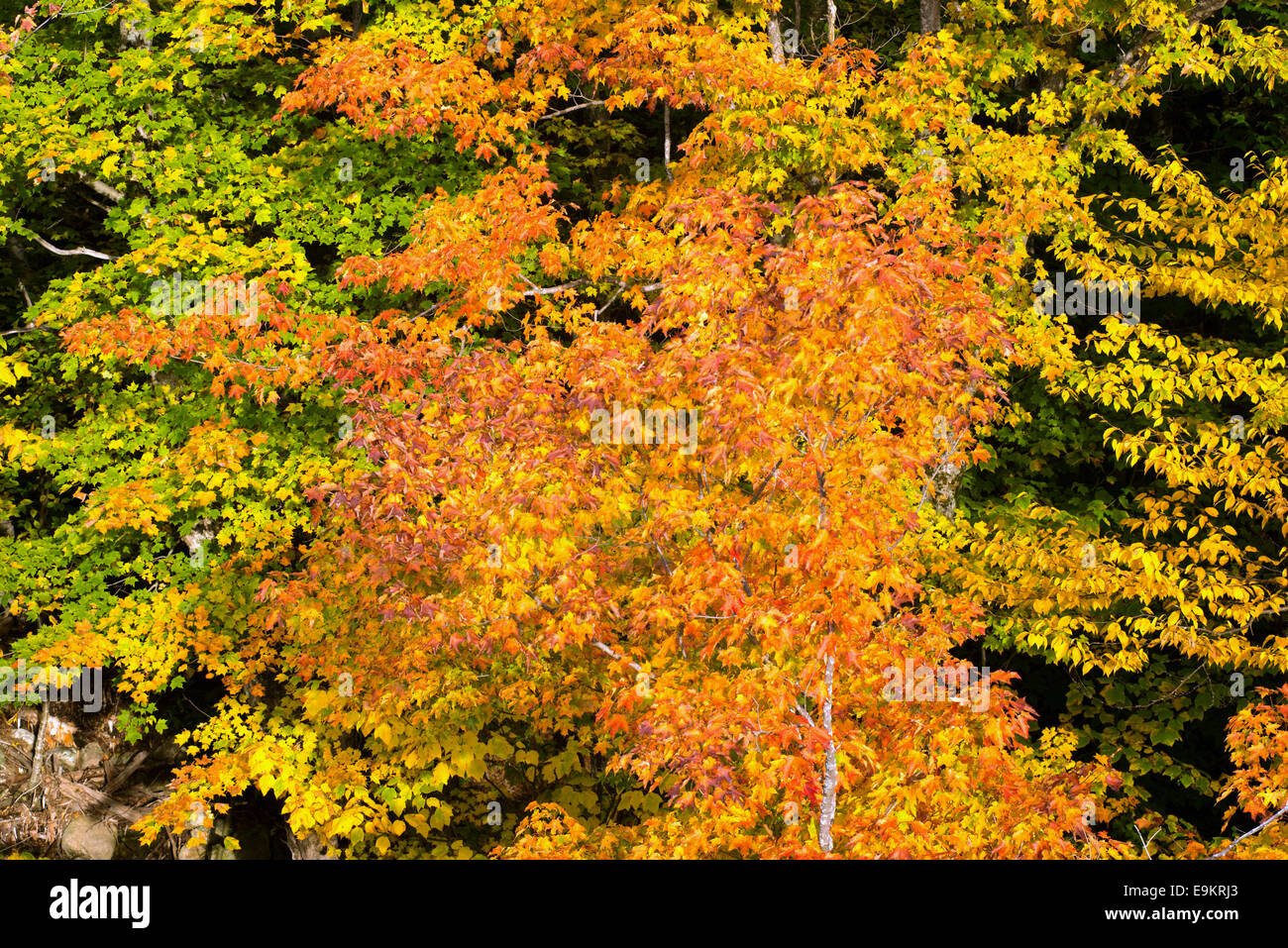 Caduta delle Foglie Lafayette Brook Mt Lafayette Franconia Notch White Mountain National Forest New Hampshire USA Foto Stock