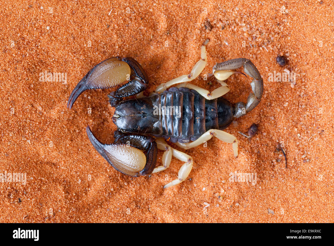 Opistophthalmus carinatus, africano gamba giallo scorpion, Tswalu Kalahari Game Reserve, Northern Cape, Sud Africa Foto Stock