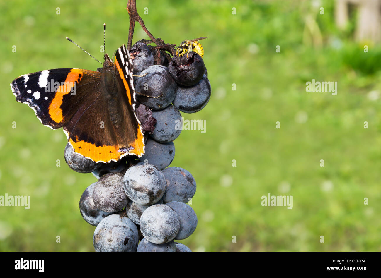 Red Admiral Butterfly e comune Wasp mangiare uva blu Foto Stock