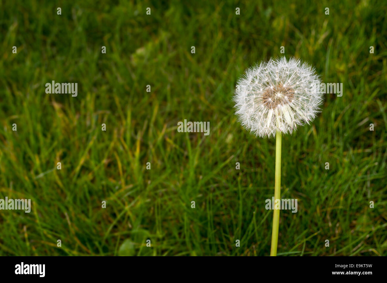 Unico tarassaco con il bianco Semi di erba verde Foto Stock