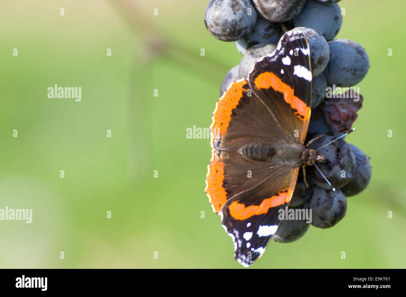 Red Admiral Butterfly mangiare uva blu Closeup con sfondo sfocato Foto Stock