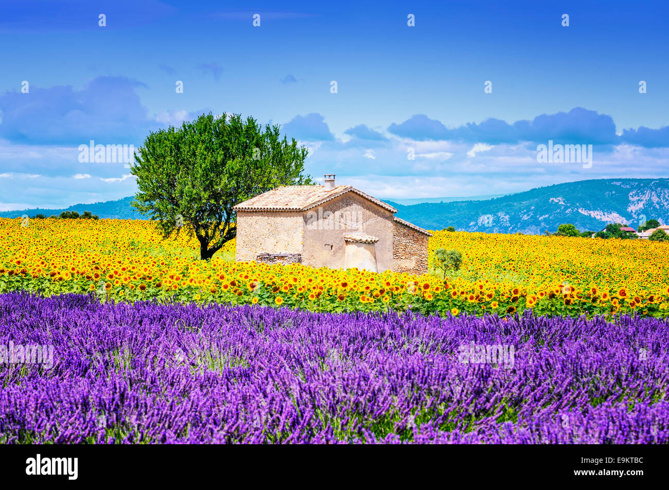 Bellissimo paesaggio con campo di girasole su nuvoloso cielo azzurro e sole luminoso luci Foto Stock