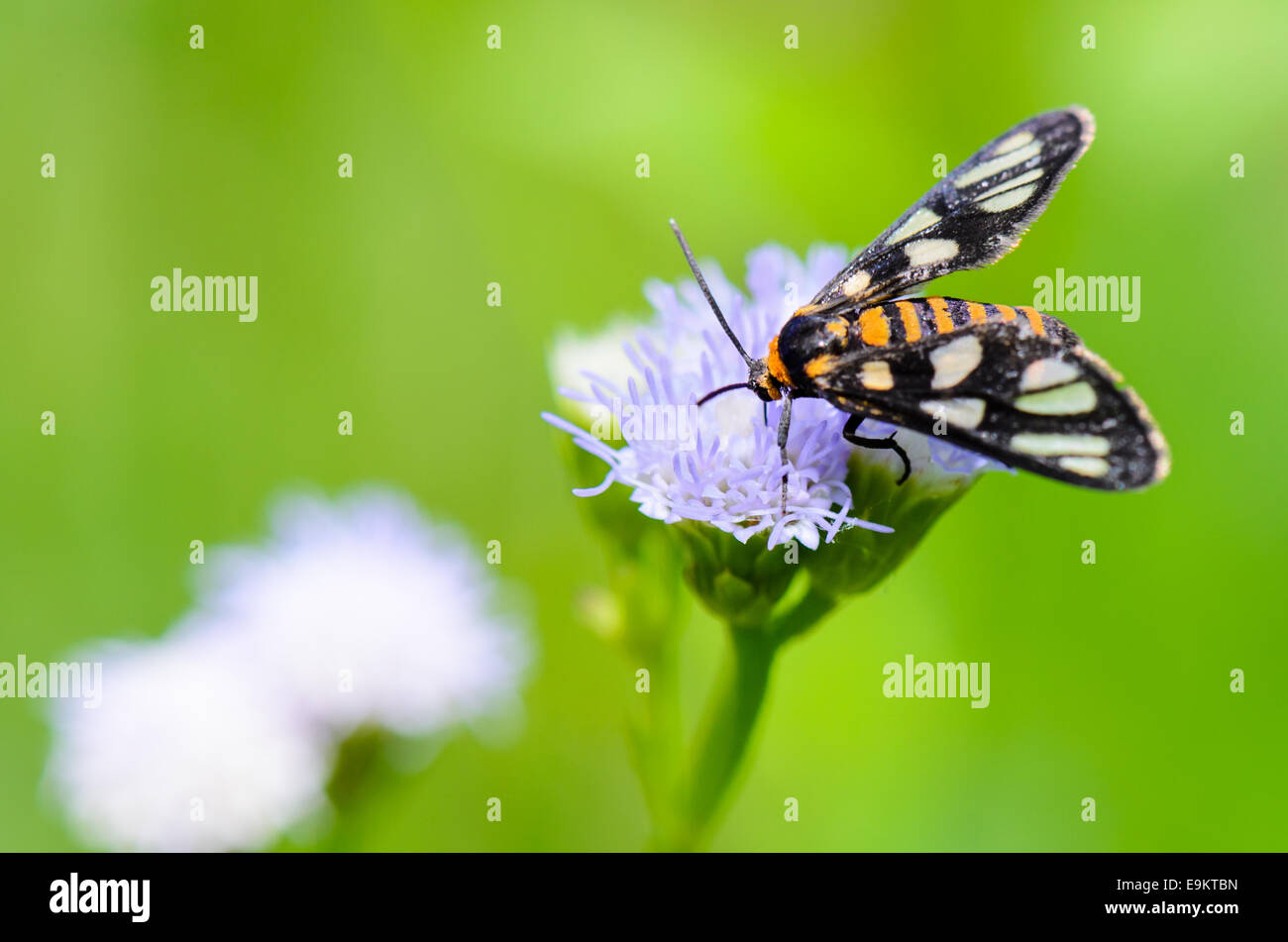 Wasp falena o angustipenna Eressa, Piccola farfalla in cerca di nettare avanzamento sul fiore di erba. Foto Stock