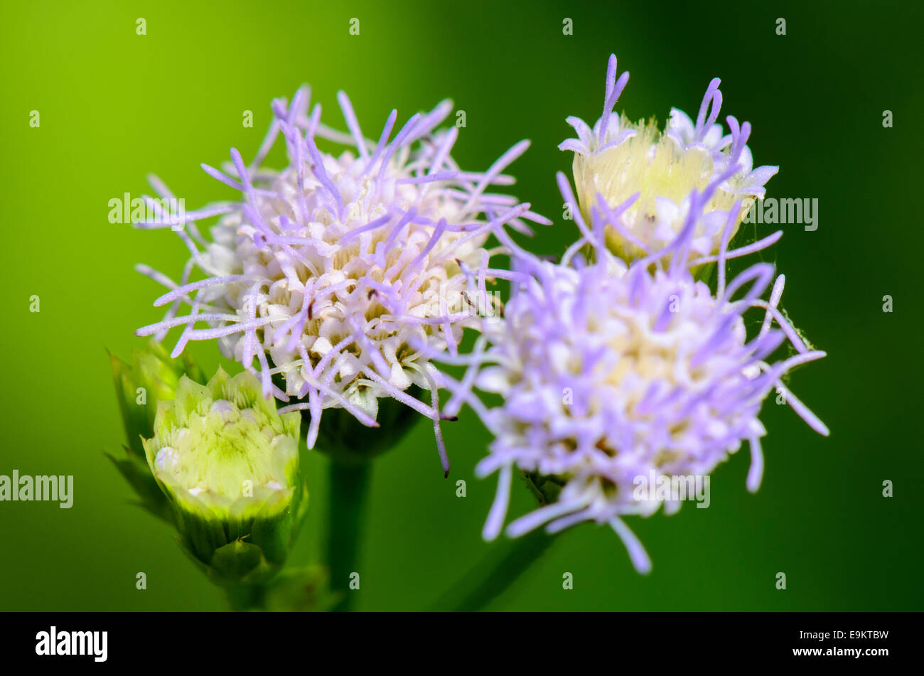 Piccoli fiori blu di caprone Weed ( Ageratum conyzoides ) in Thailandia Foto Stock