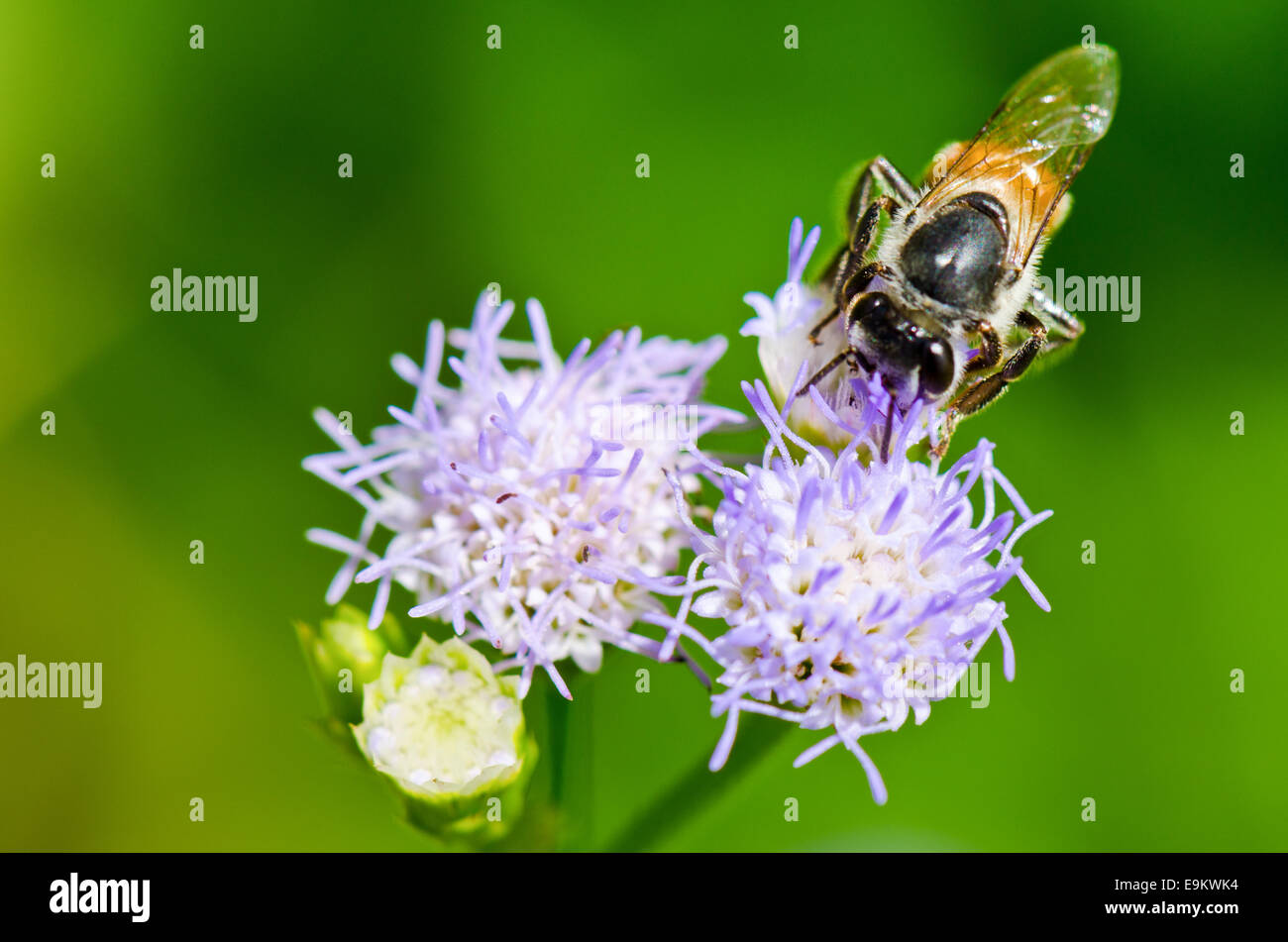 Chiudere fino piccole api in cerca di nettare sul fiore di caprone infestante in Thailandia Foto Stock