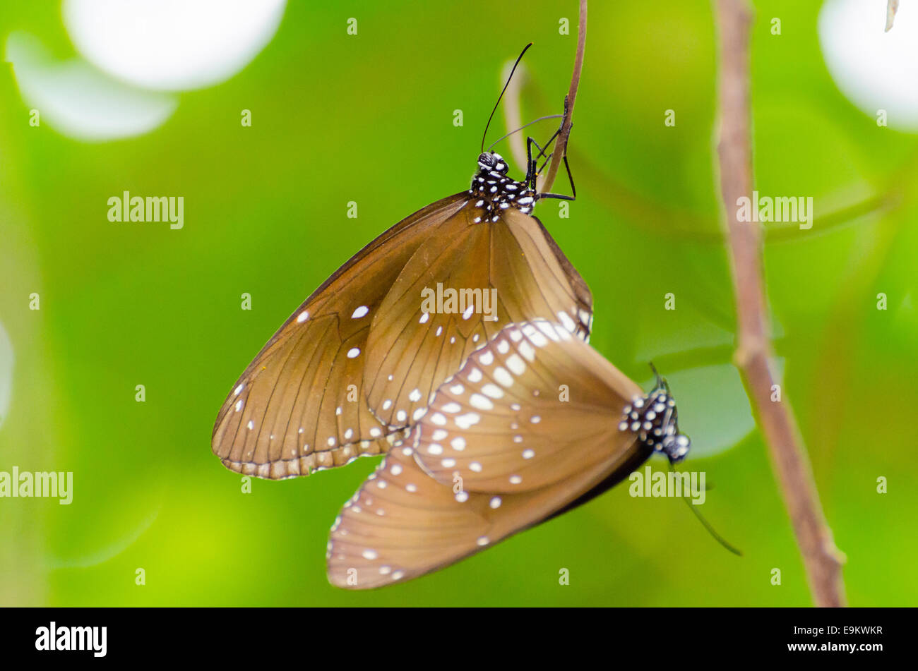 Kaiser nero butterfly ( Penthema binghami ) coniugata nella boccola presi dalla Tailandia Foto Stock