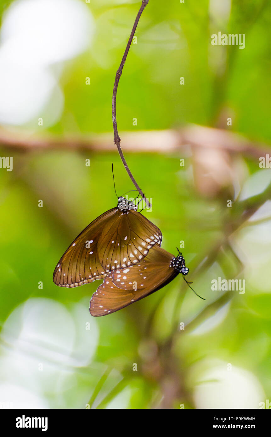 Kaiser nero butterfly ( Penthema binghami ) coniugata nella boccola presi dalla Tailandia Foto Stock