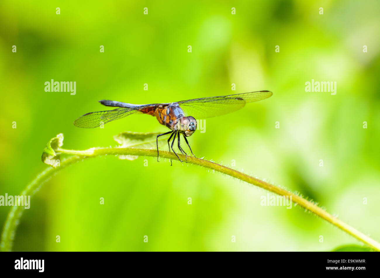 Vista frontale di una libellula a riposo sulla vite Foto Stock