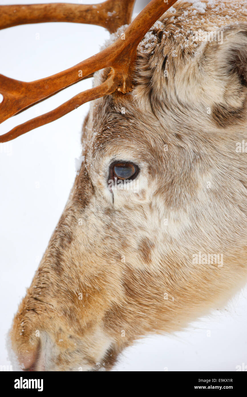 Testa di renne da vicino - La Lapponia Finlandia Foto Stock