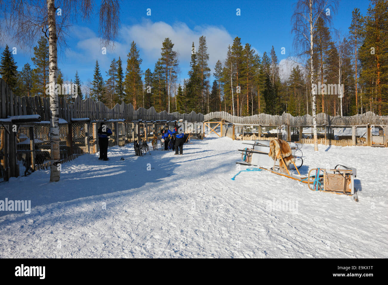 Huski farm - Kopara, Lapponia Finlandia Foto Stock