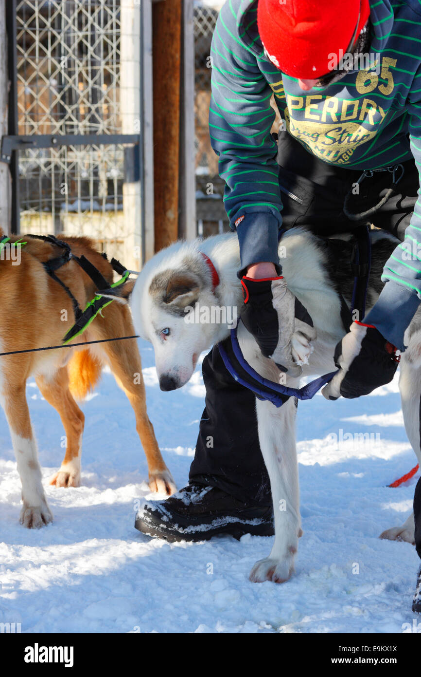 Allevamento di husky in Lapponia - Finlandia Foto Stock