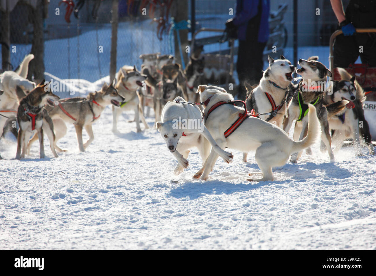 Cani Husky in inverno Foto Stock