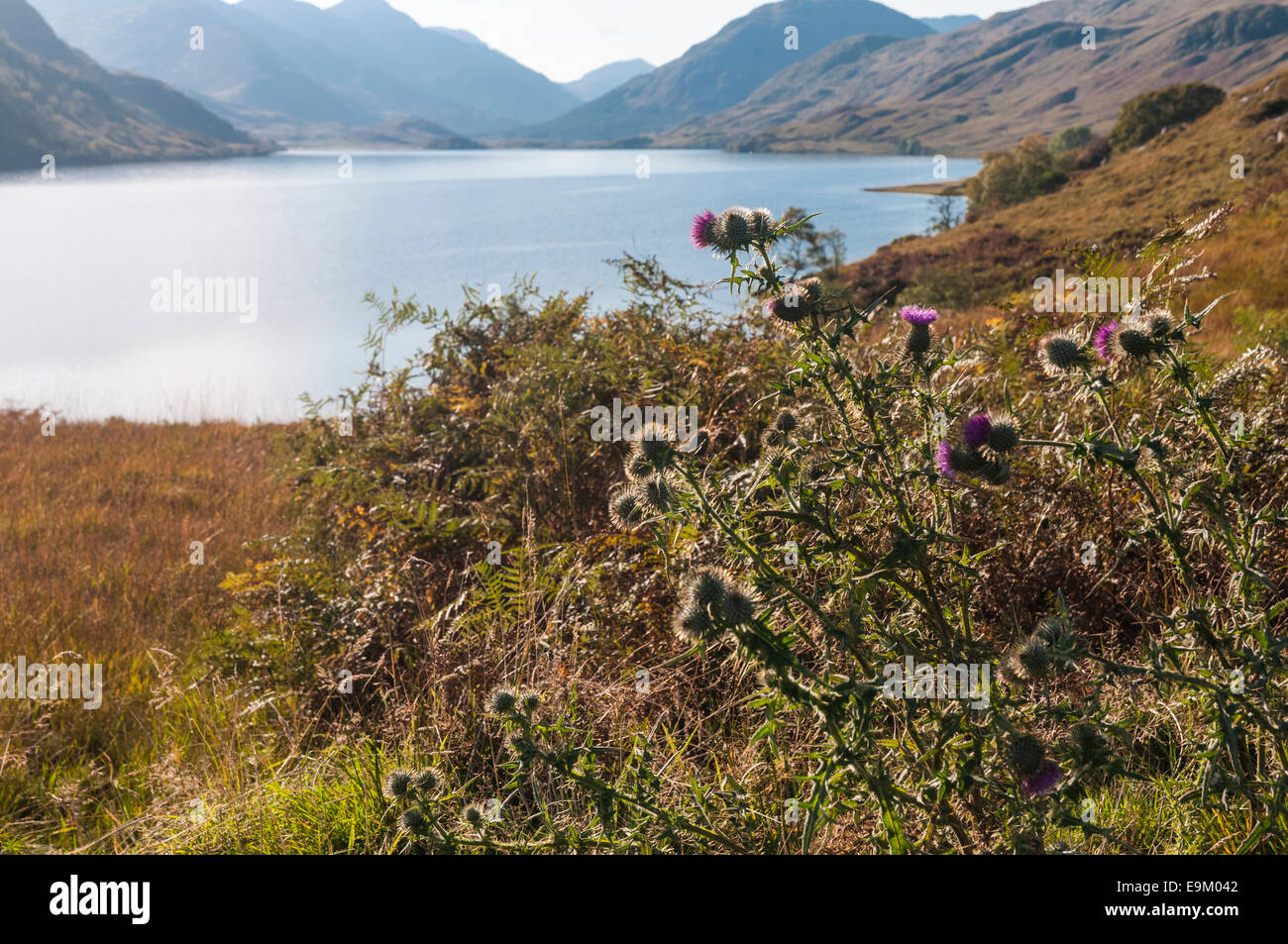 Il Cardo scozzese,Onopordum acanthium in primo piano con il Loch Quoich e le montagne di Knoydart in background Foto Stock