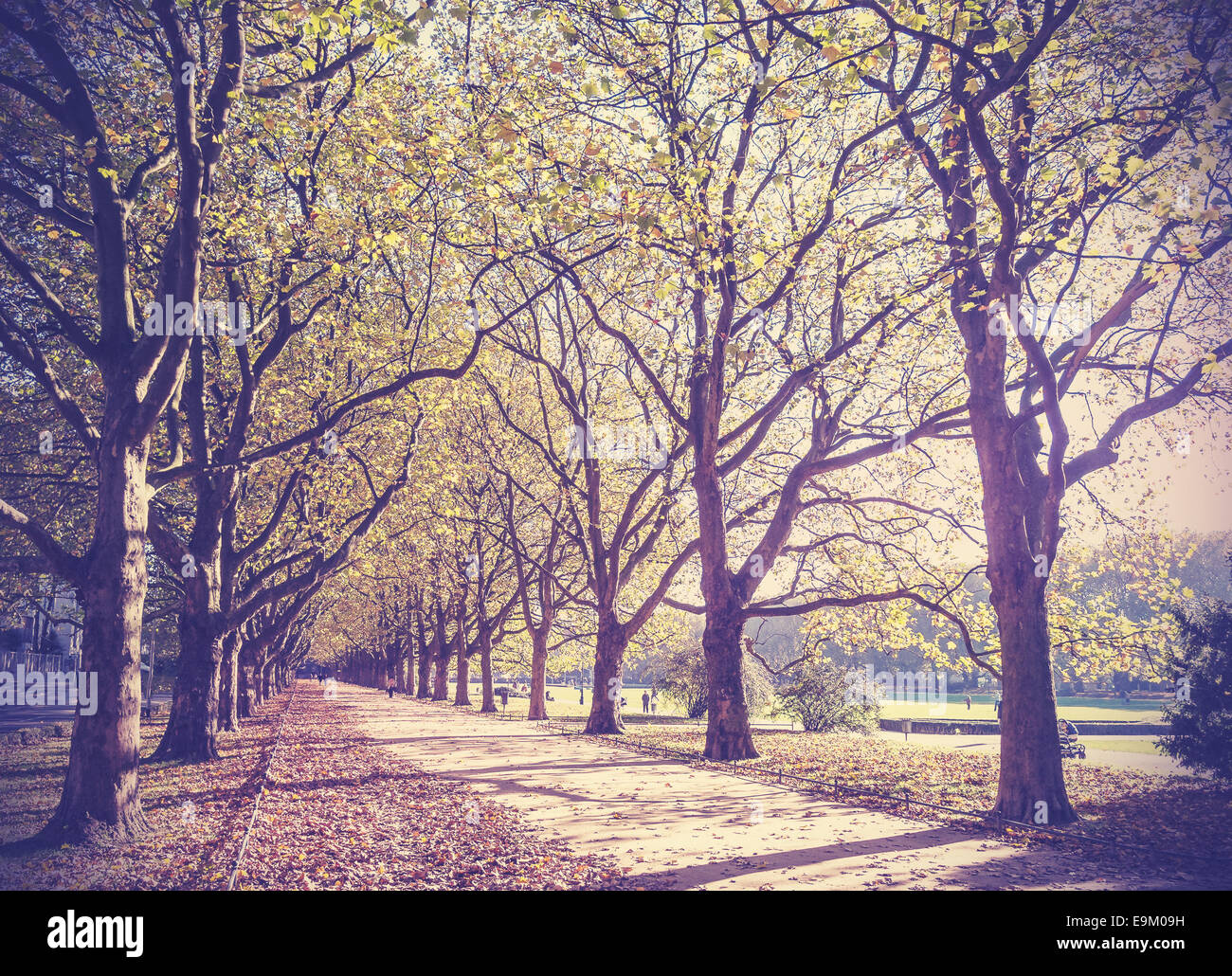 Vintage immagine filtrata di un autunno nel parco. Foto Stock