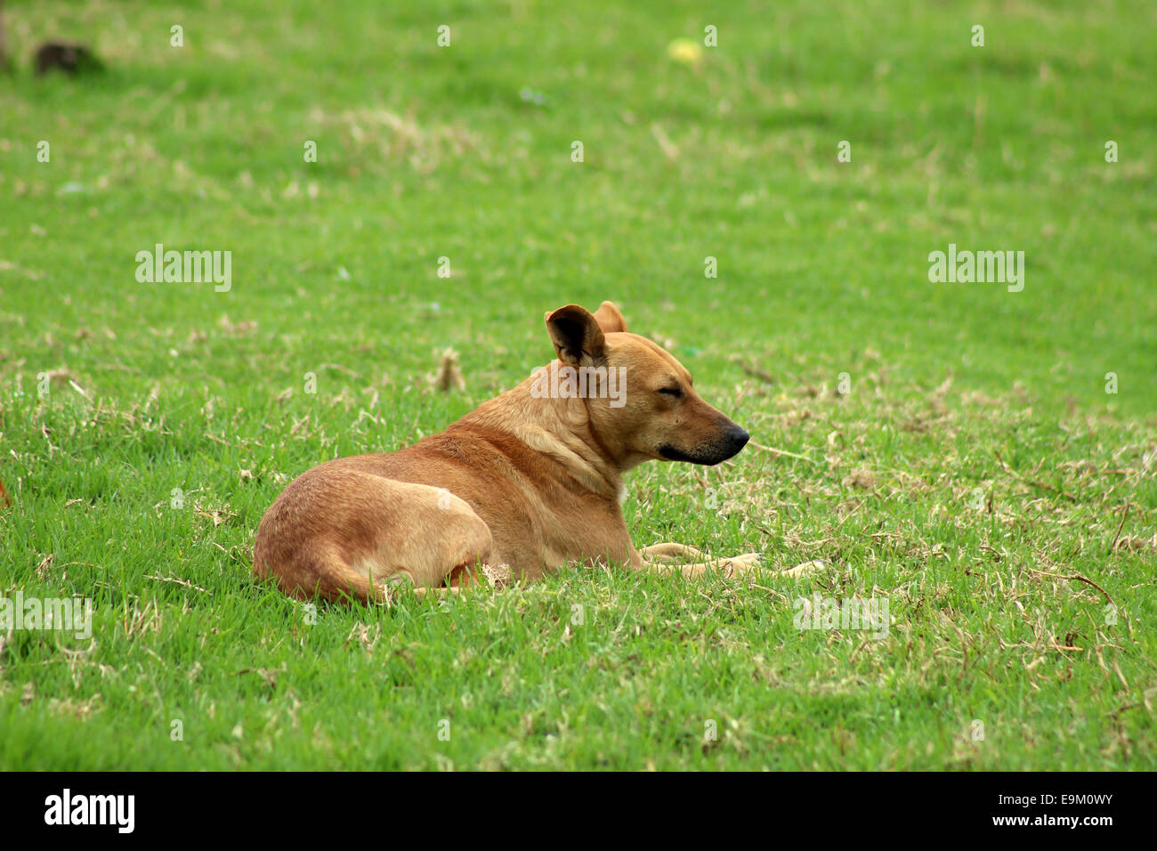 Un cane bruno giacente in un campo di erba in un parco in Cotacachi, Ecuador Foto Stock
