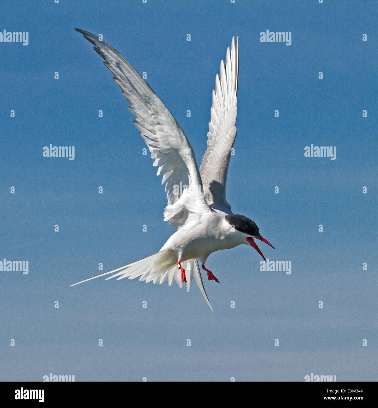 Arctic tern Sterna paradisaea in volo con le ali in alto sopra il corpo, becco aperto e stridio in ira - contro il cielo blu Foto Stock