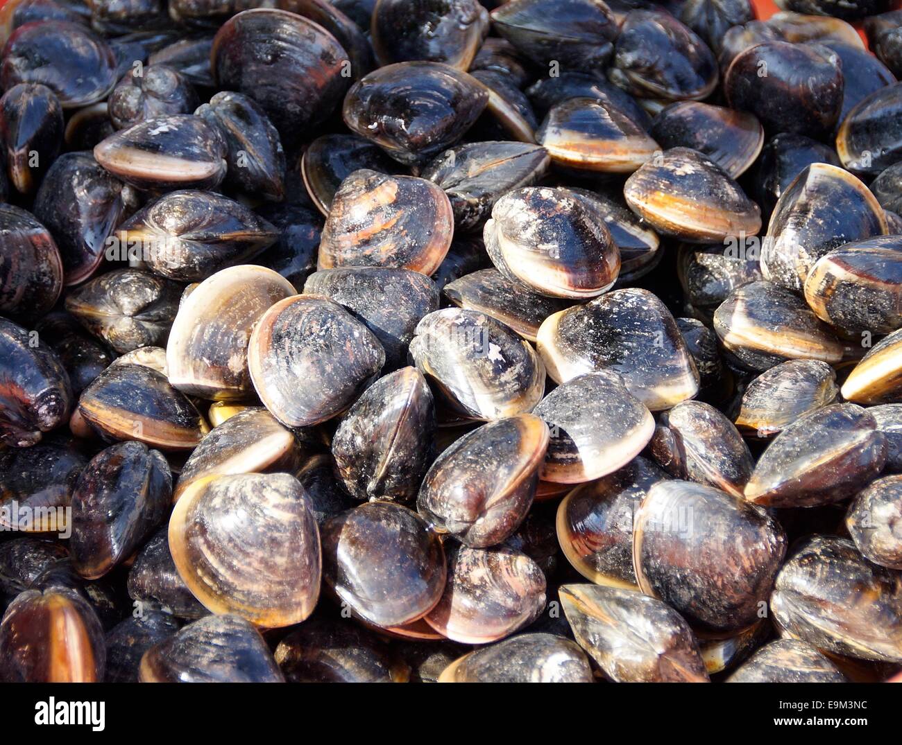 Close up di vongole fresche nel mercato del pesce Foto Stock