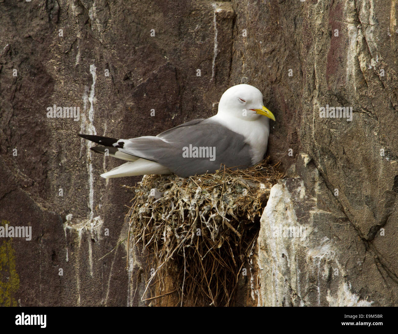 Aringa gabbiano, Larus argentatus seduto sul grande nido precariamente situato sulla scogliera rocciosa faccia a farne le isole Inghilterra Foto Stock