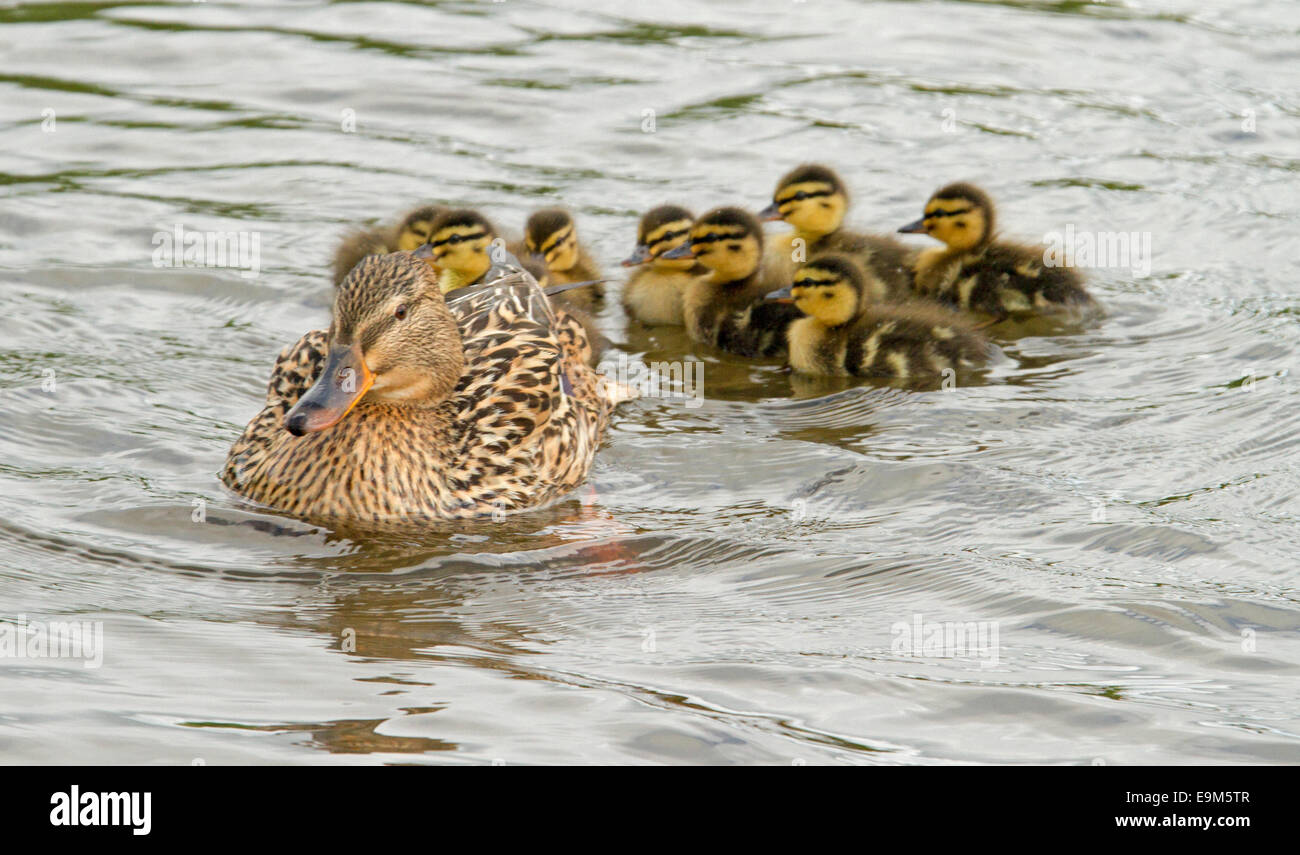 Mallard duck, Anas platyrhynchos, con il gruppo di soffici giallo e marrone anatroccoli sguazzare sulla superficie ondulata del flusso Foto Stock