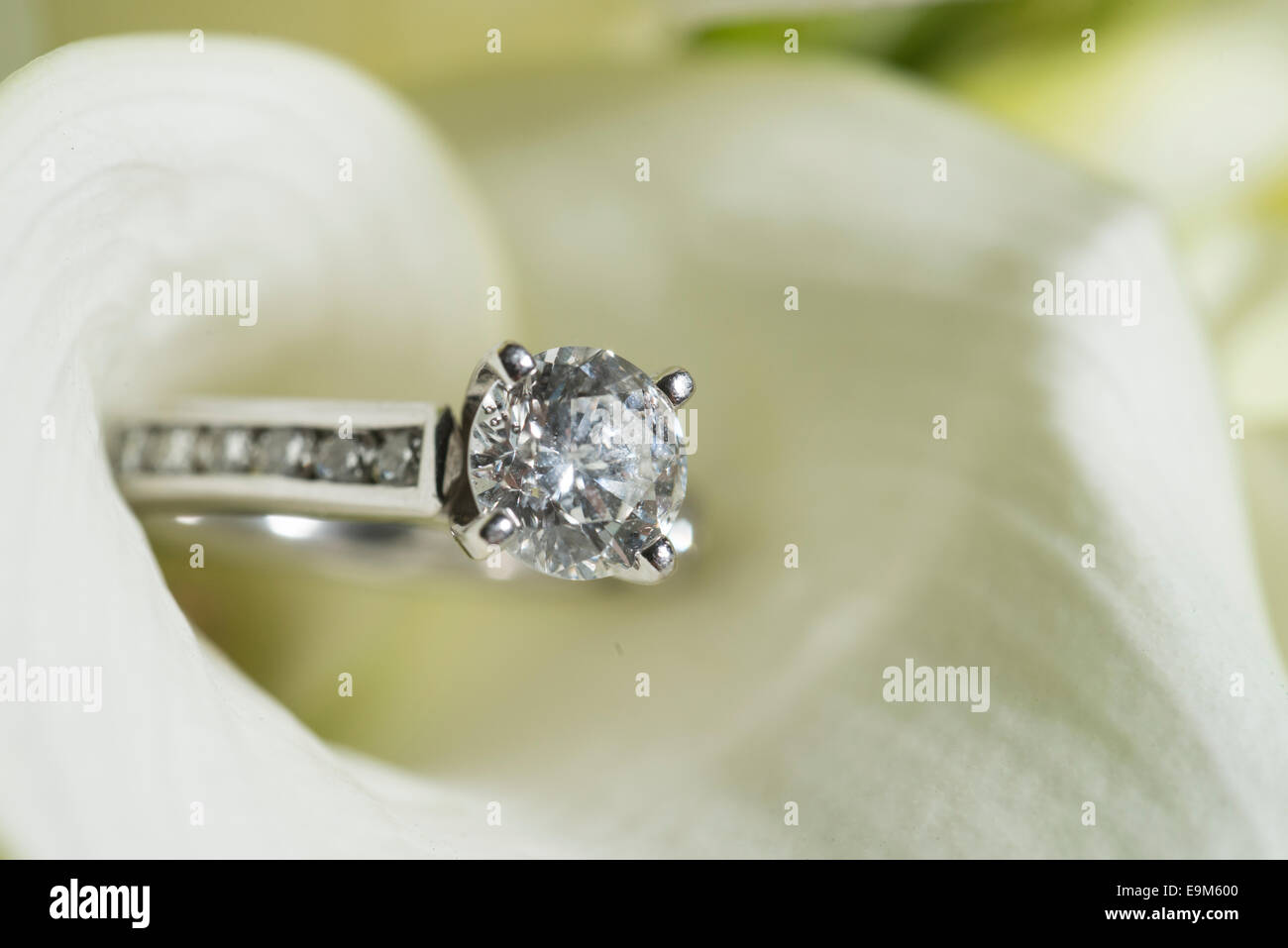 Anello di fidanzamento in un bianco standard Calla fiore Foto Stock