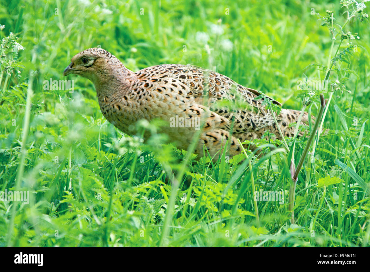 Femmina anello comune di collo di fagiano Phasianus colchicus nel selvaggio tra fitti verde vegetazione nativa vicino a Harrogate Inghilterra Foto Stock