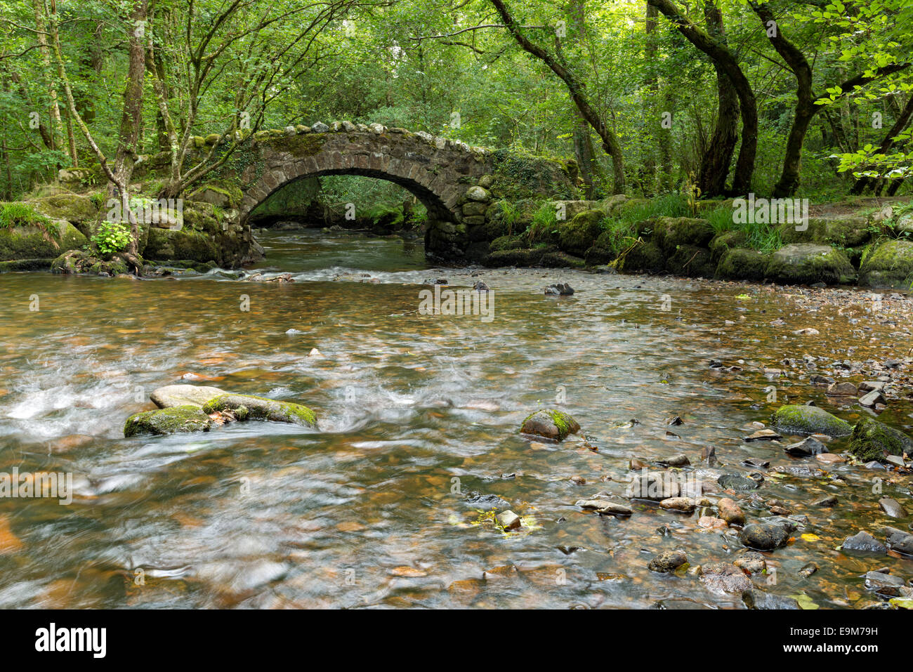 Un antico in pietra packhorse ponte che attraversa il fiume Bovey in Hisley boschi in oriente Dartmoor Foto Stock