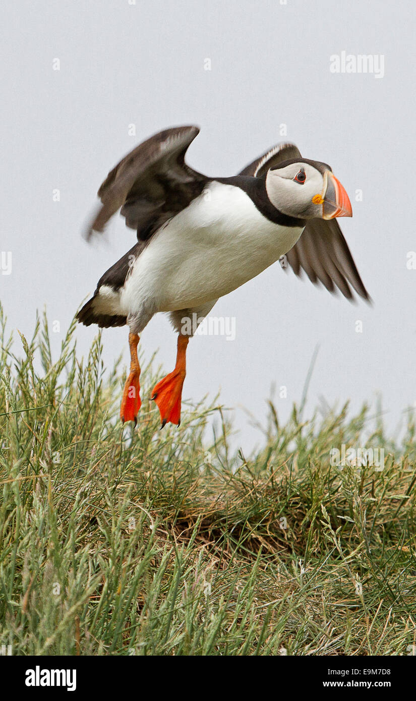 Puffini, Fratercula arctica, in volo contro sky & atterraggio con piedi quasi a toccare erba sulle isole farne Inghilterra Foto Stock